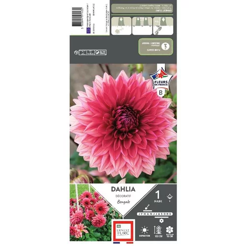 Côté extérieur：Dahlia décoratif Bengale vieux rose reflet Ernest Turc - 1 bulbe