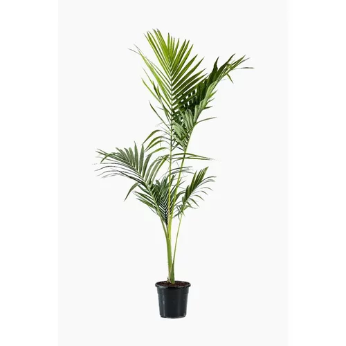 Malin au jardin:Archontophoenix Alexandrae ou palmier Alexandra. Le pot de 15 litres