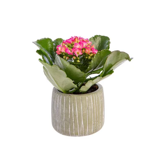 Vie au jardin：Kalanchoé baby avec cache-pot Ø 6 cm