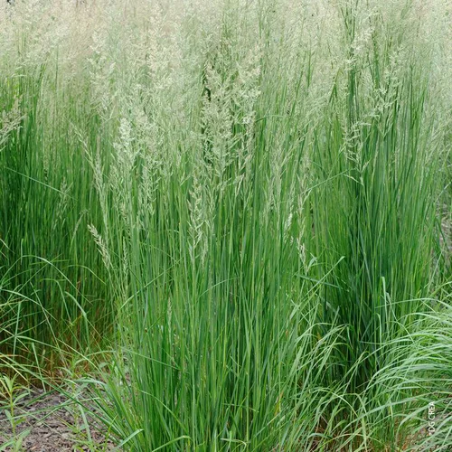 Choix au jardin：Canche Cespiteuse verte botanic®. Le pot de 2 litres