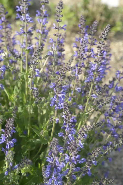 Simple pour le jardin:Sauge des bois ‘Rhapsody in Blue’ - Le pot de 2 litres