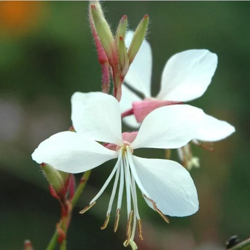 Facile à intégrer à l’extérieur：Gaura - Le pot de 1 litre
