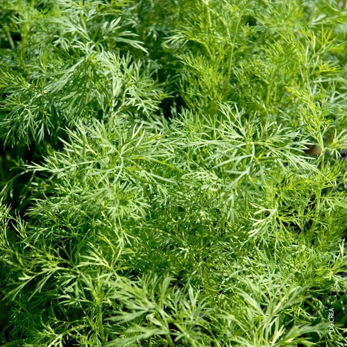 Déco jardin：Aneth Bio. Le pot de 1 litre