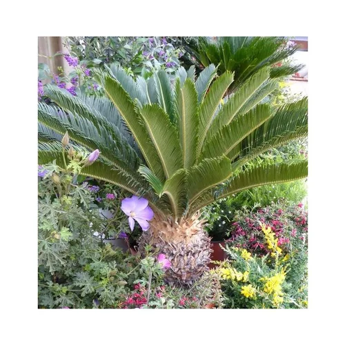Pour profiter du jardin:Cycas Revoluta vert. Le stipe, 30/40 cm