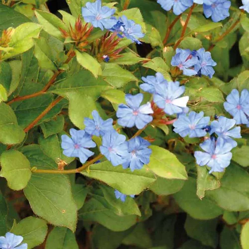 Bien pratique à l’extérieur：Ceratostigma Plumbaginoides - Le pot de 9 x 9 cm