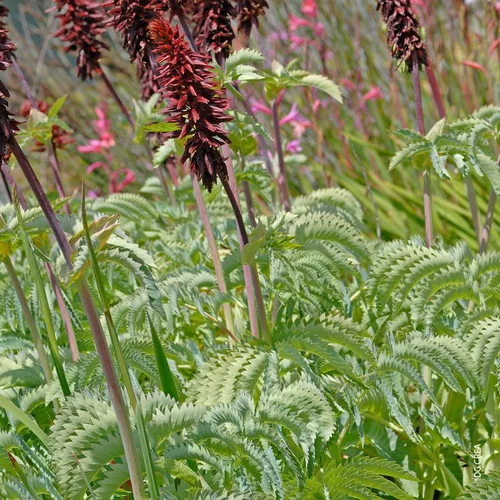 Jardin facile：Melianthus Major - Le pot de 3 litres