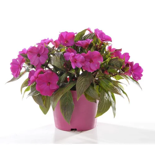 Les essentiels du jardin:Impatiens de Nouvelle Guinée. Le pot de 16/21 cm