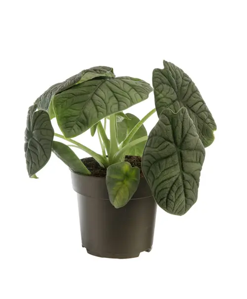 Votre jardin：Alocasia Melo vert. Le pot Ø 17 cm
