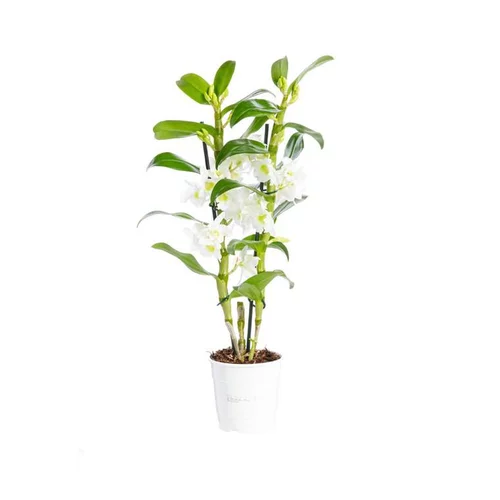 Pour tous vos projets jardin:Orchidée Dendrobium Nobile 2 branches pot Ø12xH50 cm