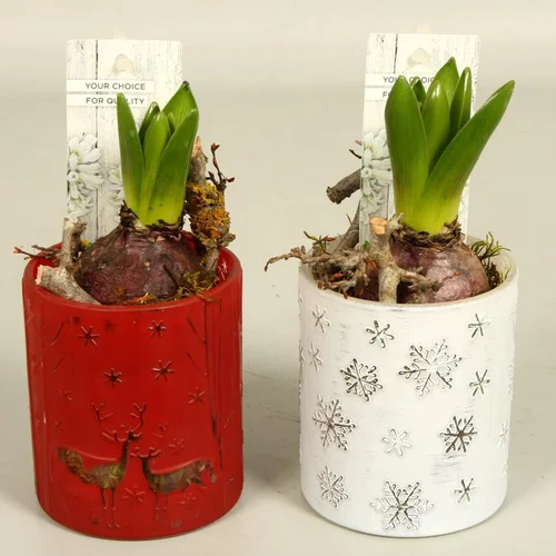 Sélection pour le jardin：Jacinthe en pot déco de 9 cm