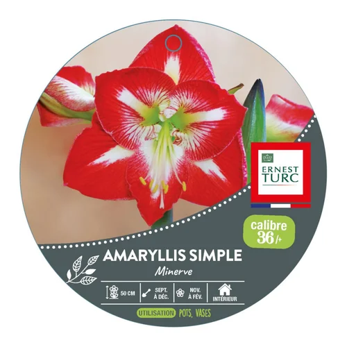 Bien pensé extérieur：Amaryllis minerve botanic® - 1 bulbe
