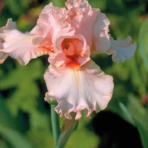 Mieux au jardin：Iris des Jardins Rose - Le pot de 9 x 9 cm