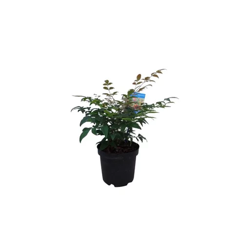 Jardin à adopter:Nandina Gulfstream rouge en pot de 5 L