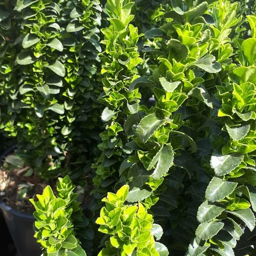Pour mieux organiser votre jardin:Euonymus Japonicus Benkomasaki Erecta vert en pot de 10 L