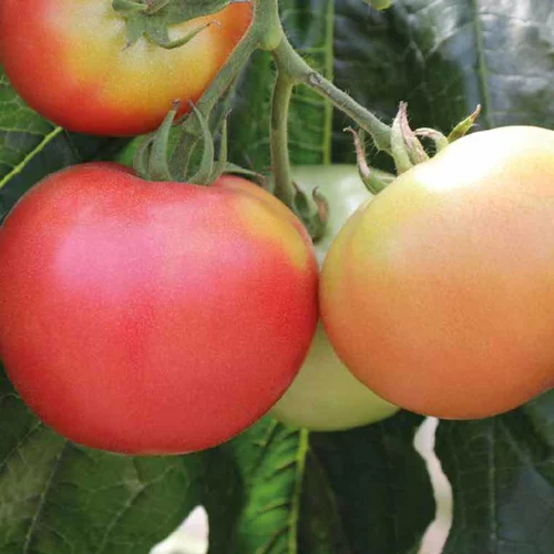 À découvrir au jardin：Plant Greffe Tomate Ronde Rose De Berne Bio. Le pot de 1 litre