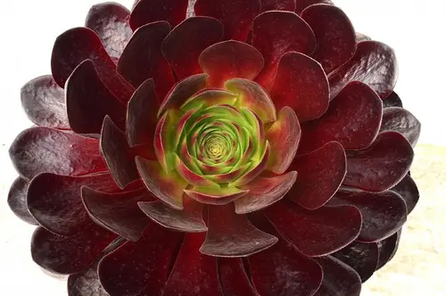 Jardin à équiper:Semponium collection Surreal®. Le pot de 3,5 litres