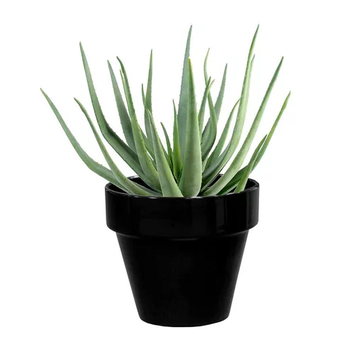 Pour transformer vos extérieurs:Pot horticole en terre cuite émaillée Noir - D10 x H8.5