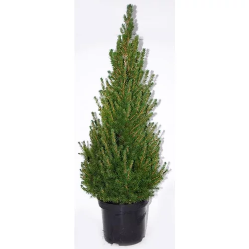 Jardin & solutions：Picea Glauca Conica (Epinette blanche) 60/80 en pot de 12 L vert