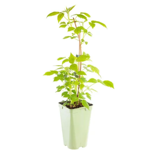 Jardin pour tous：Framboisier Marastar Bio. Le pot de 1 litre
