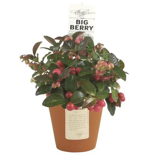 Style nature:Gaulthéria à baies rouges - Le pot diam 12 cm