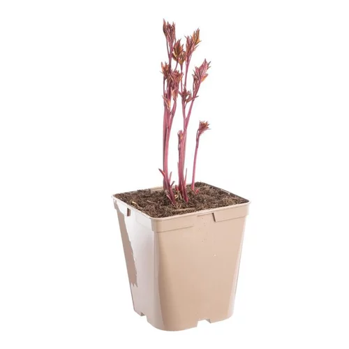 Pour un jardin accueillant:Pivoine Sarah Bernhardt - Le pot de 5 litres