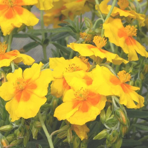 Jardin et loisirs:Hélianthème ben fhada jaune en pot de 2 L