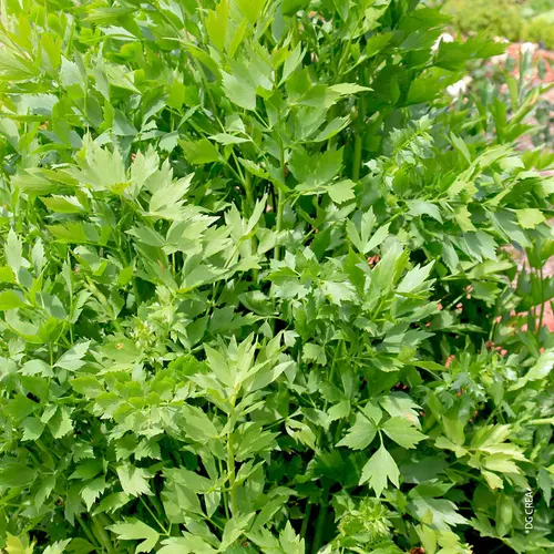 Jardin & maison:Livèche bio. Le pot de 1 litre