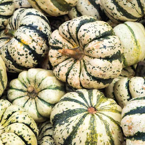 Pour votre espace vert：Courge Patidou Sweet Dumpling Bio. Le pot de 10,5 cm