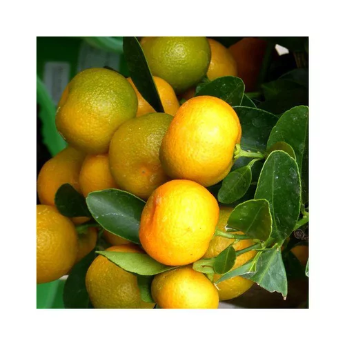 Une idée maline pour le jardin：Calamondin. Le pot de 5 litres