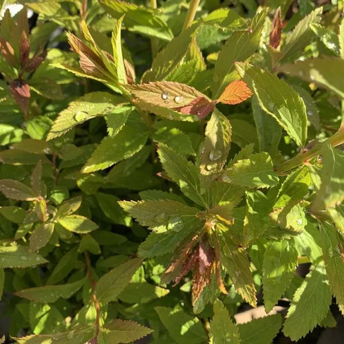 Bien pensé extérieur：Spirée Japonica Shirobana rose. Le pot de 7 litres