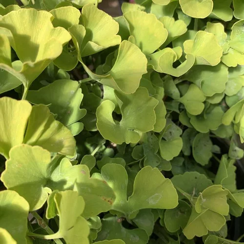 Jardin & solutions:Ginkgo Biloba Mariken jaune. Le pot de 11 litres