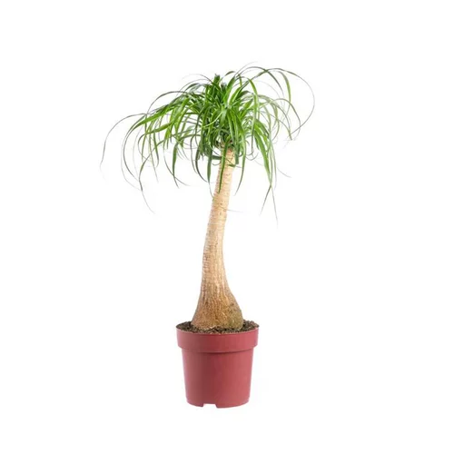 Pour mieux équiper vos extérieurs:Beaucarnea pot Ø26xH110 cm
