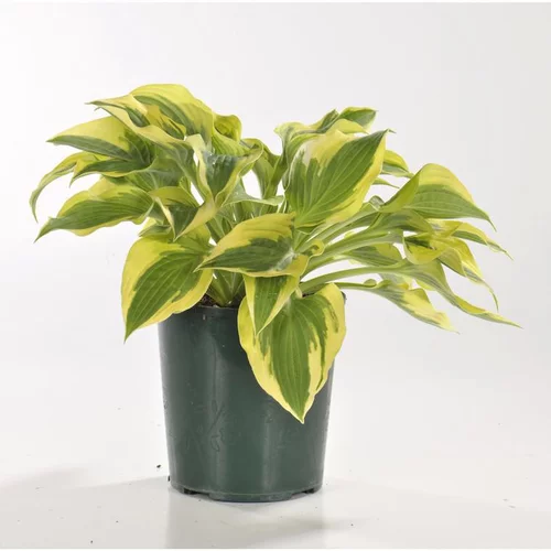 Votre jardin:Hosta variées - Le pot de 2 litres