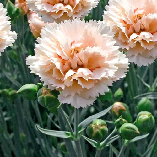 Style extérieur:Œillet des fleuristes ou Œillet giroflée (Dianthus caryophyllus) à fleurs roses. La barquette de 6 plants