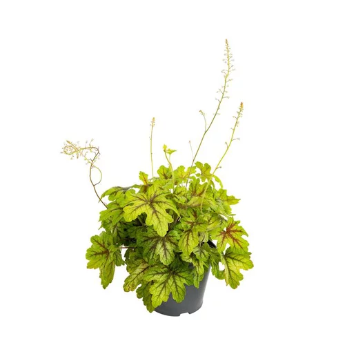 Pratique pour le jardin:Heuchères variées - Le pot de 3 litres
