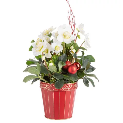Une touche jardin：Composition de Noël hellebore multicolore pot en zin rouge et or