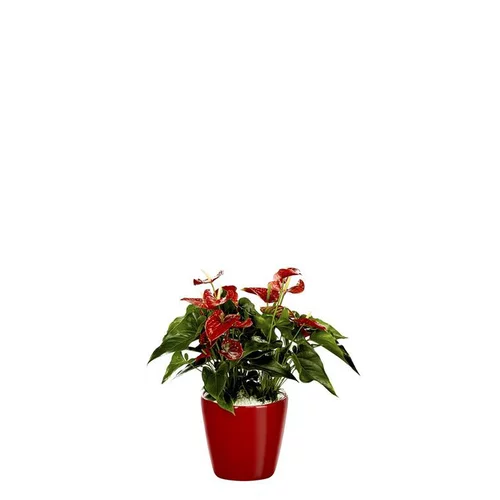 Le bon choix pour l’extérieur：Anthurium et son pot Classico premium Ø 35 rouge