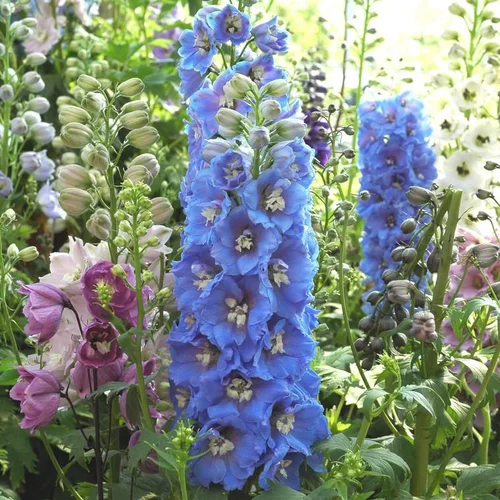 Équipement extérieur：Delphinium Magic Fountain (Bleu) - Le pot de 1 litre