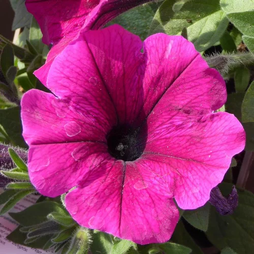 Facile à intégrer au jardin:Pétunia retombant - La suspension de 30 cm
