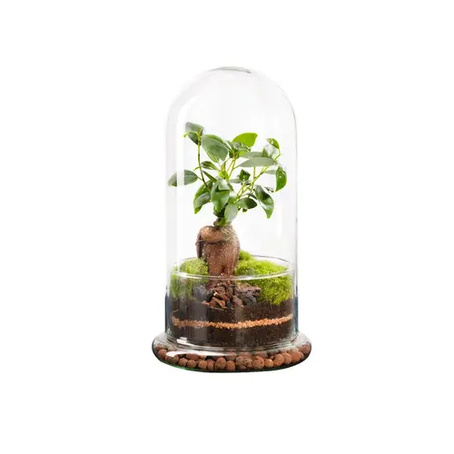 Jardin bien-être：Terrarium autonome botanic® Spicy Ginseng - Taille M Ø 15 cm H 27 cm