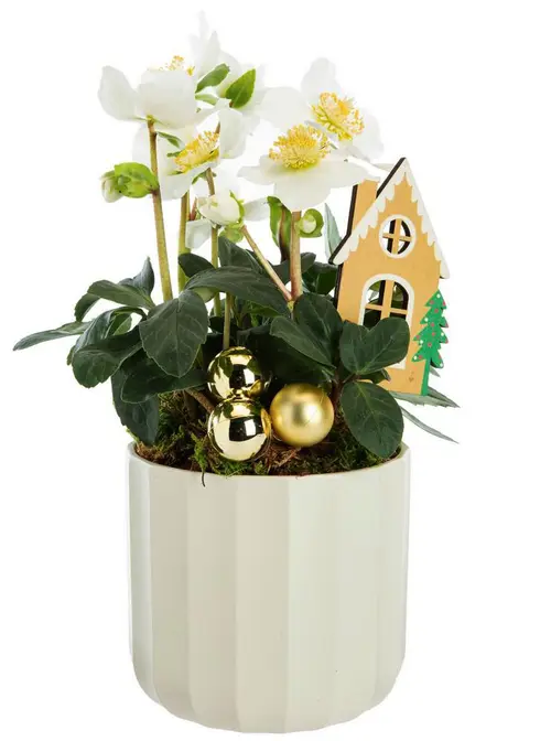 Au service de vos extérieurs：Hellébore pot blanc - Ø 13 cm
