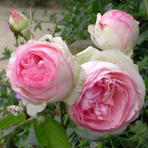 Utile extérieur:Rosier Pierre de Ronsard rose espalier. Le pot de 5 litres