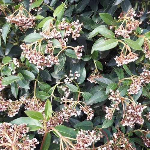 Style jardin:Laurier-tin ou Viburnum Tinus. Le pot de 5 litres