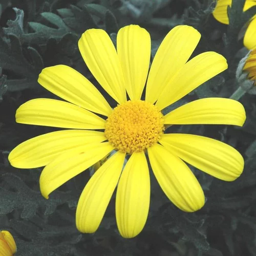 Jardin confort plus：Euryops Chrysanthemoides - Le pot de 13 cm