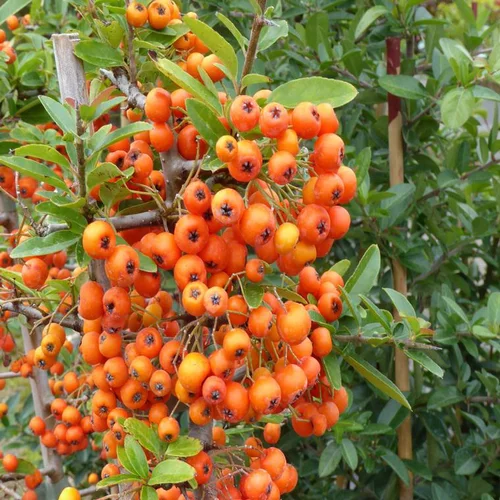 À adopter pour l’extérieur：Pyracantha vert ou buisson ardent. Le pot de 2 litres