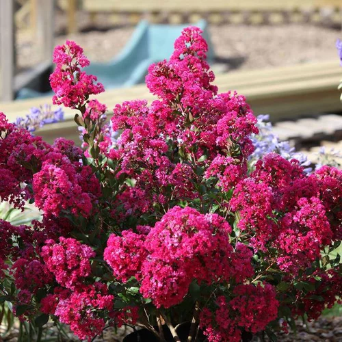 Pour donner du style au jardin:Lagerstroemia Indica With Love Kiss rose. Le pot de 4 litres