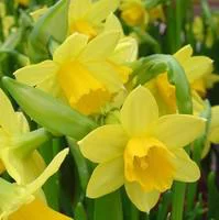 Maison & jardin：Narcisse tête à tête grillage et tissus. Le pot grand modèle