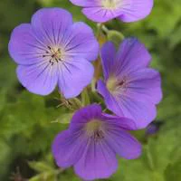 Jardin moderne:Géranium rozane - Le pot de 2 litres