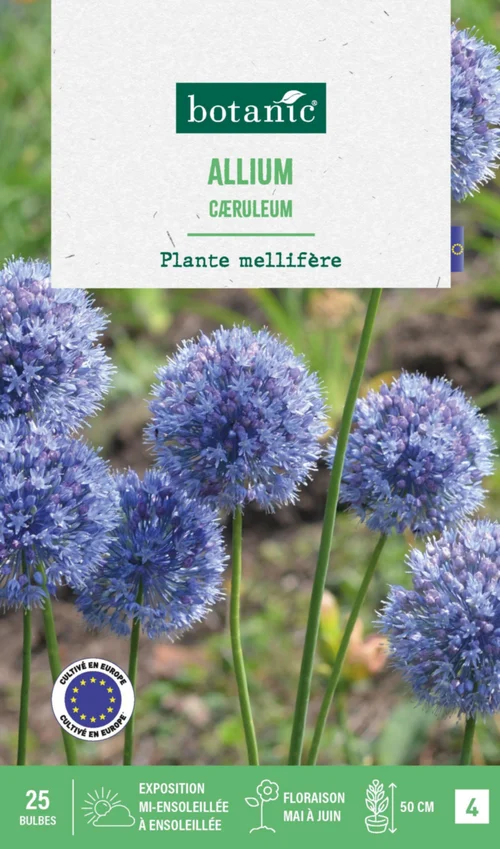 Un plus pour votre jardin:Allium caerulum botanic® - 25 bulbes
