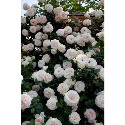 Jardin pour tous：Rosier Palais Royal® Meiviowit – C10
